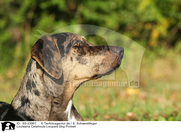 Louisiana Catahoula Leopard Dog Portrait / SS-33961