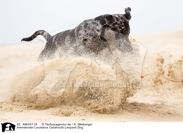 bremsender Louisiana Catahoula Leopard Dog / AM-05118