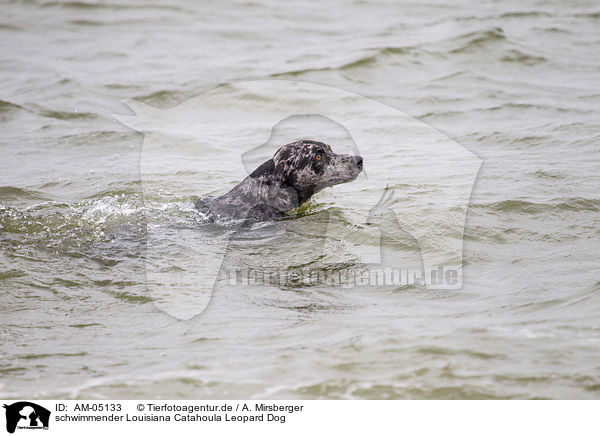 schwimmender Louisiana Catahoula Leopard Dog / AM-05133