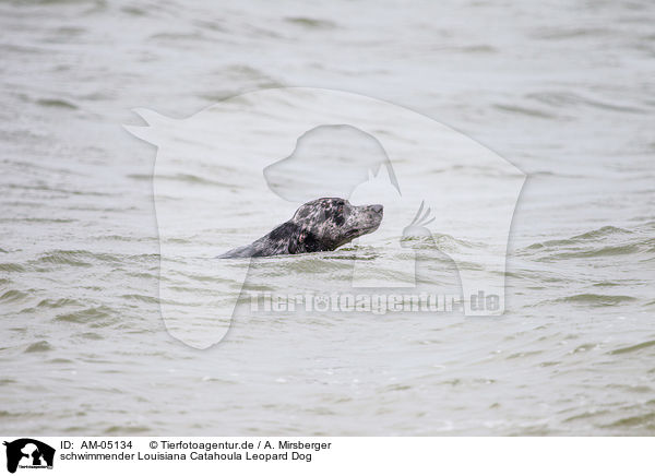 schwimmender Louisiana Catahoula Leopard Dog / AM-05134