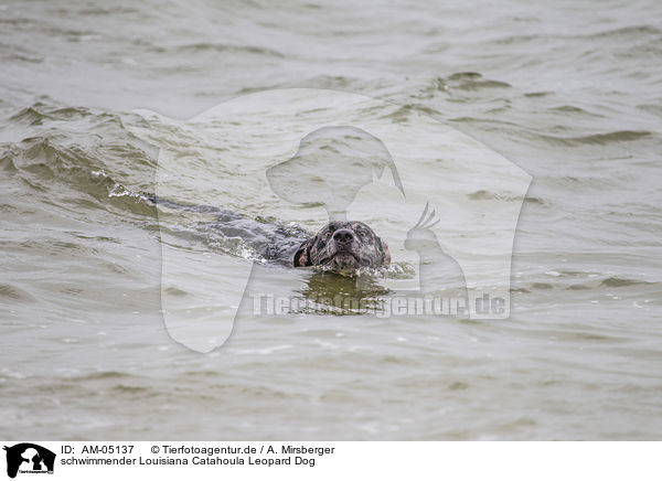 schwimmender Louisiana Catahoula Leopard Dog / AM-05137