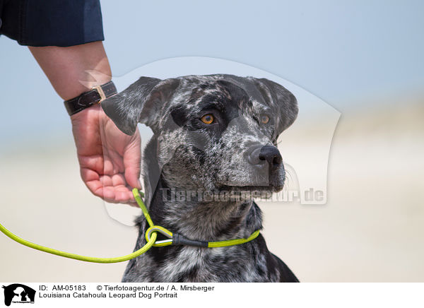 Louisiana Catahoula Leopard Dog Portrait / Louisiana Catahoula Leopard Dog Portrait / AM-05183