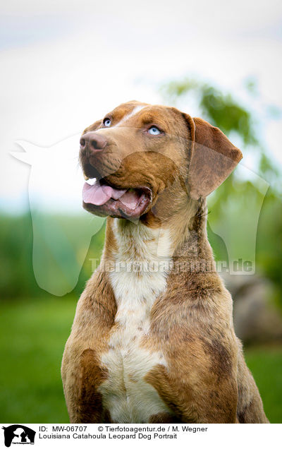 Louisiana Catahoula Leopard Dog Portrait / Louisiana Catahoula Leopard Dog Portrait / MW-06707