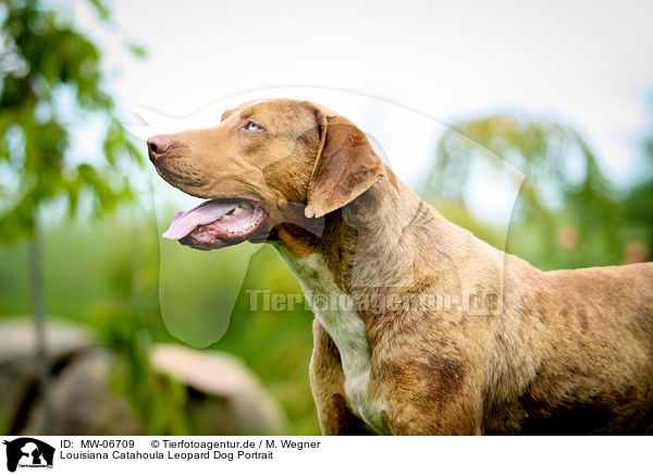 Louisiana Catahoula Leopard Dog Portrait / Louisiana Catahoula Leopard Dog Portrait / MW-06709