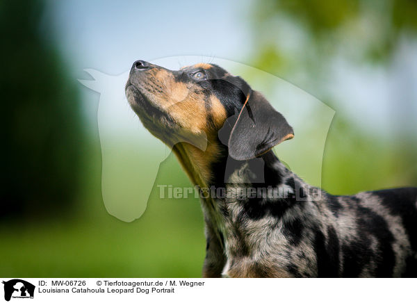 Louisiana Catahoula Leopard Dog Portrait / Louisiana Catahoula Leopard Dog Portrait / MW-06726