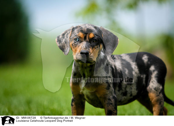 Louisiana Catahoula Leopard Dog Portrait / Louisiana Catahoula Leopard Dog Portrait / MW-06728