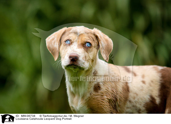 Louisiana Catahoula Leopard Dog Portrait / Louisiana Catahoula Leopard Dog Portrait / MW-06738