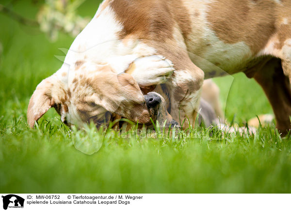 spielende Louisiana Catahoula Leopard Dogs / MW-06752