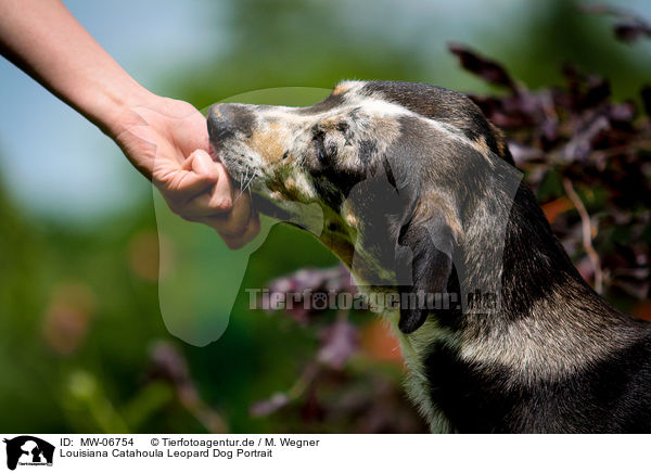 Louisiana Catahoula Leopard Dog Portrait / Louisiana Catahoula Leopard Dog Portrait / MW-06754