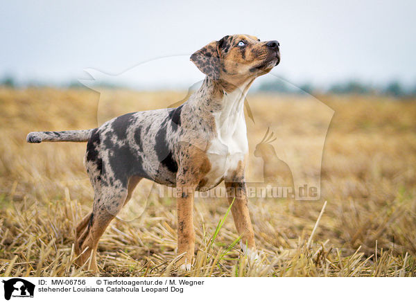 stehender Louisiana Catahoula Leopard Dog / MW-06756