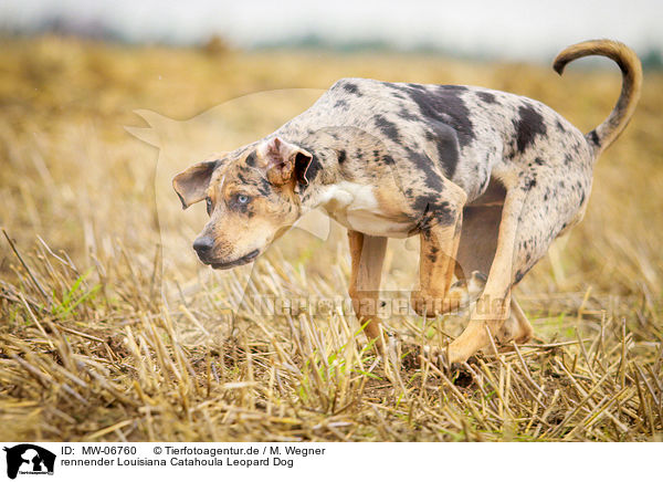 rennender Louisiana Catahoula Leopard Dog / MW-06760