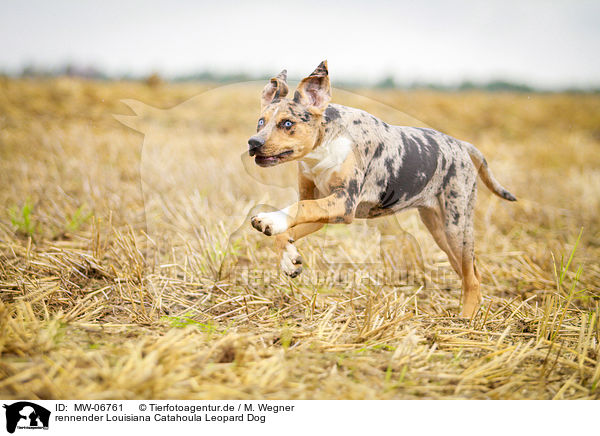 rennender Louisiana Catahoula Leopard Dog / MW-06761