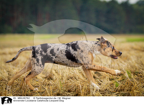 rennender Louisiana Catahoula Leopard Dog / MW-06762
