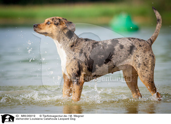 stehender Louisiana Catahoula Leopard Dog / MW-06819