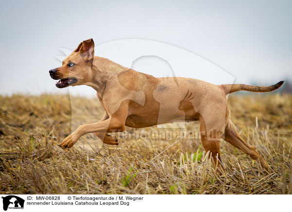 rennender Louisiana Catahoula Leopard Dog / MW-06828