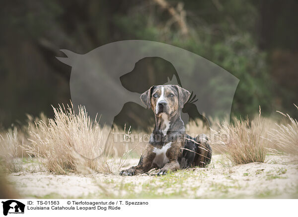 Louisiana Catahoula Leopard Dog Rde / male Louisiana Catahoula Leopard Dog / TS-01563