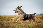 rennender Louisiana Catahoula Leopard Dog