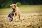 spielende Louisiana Catahoula Leopard Dogs