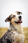 Louisiana Catahoula Leopard Dog Portrait