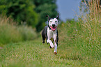 rennender Louisiana Catahoula Leopard Dog