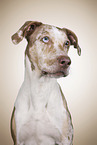 Louisiana Catahoula Leopard