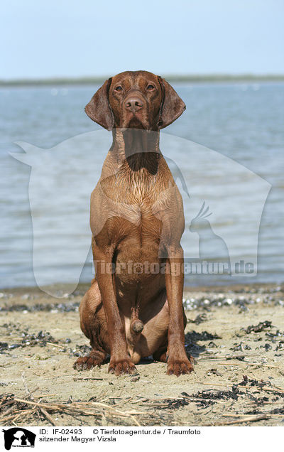 sitzender Magyar Vizsla / sitting Magyar Vizsla / IF-02493