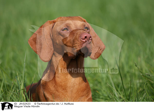 Magyar Viszla Hndin / female Magyar Viszla / JH-02423