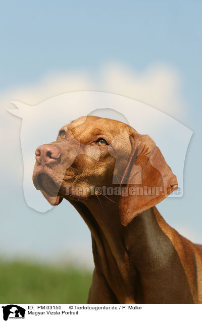 Magyar Vizsla Portrait / Magyar Vizsla Portrait / PM-03150