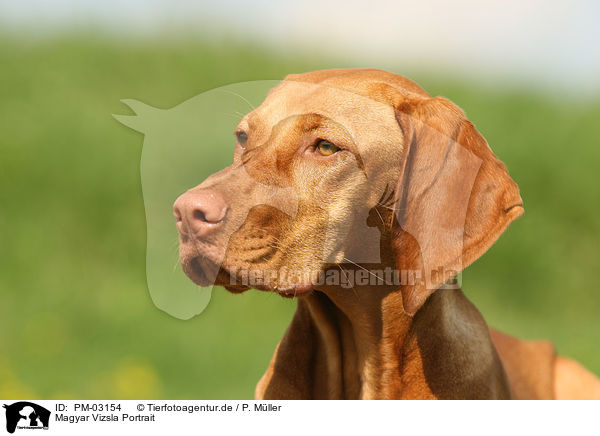 Magyar Vizsla Portrait / Magyar Vizsla Portrait / PM-03154