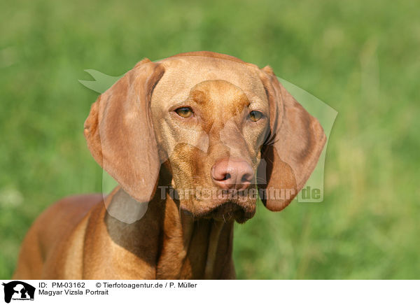 Magyar Vizsla Portrait / Magyar Vizsla Portrait / PM-03162