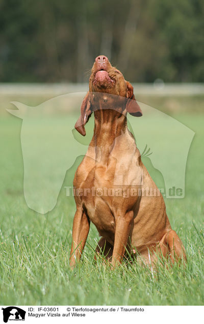 Magyar Vizsla auf Wiese / Magyar Vizsla on meadow / IF-03601