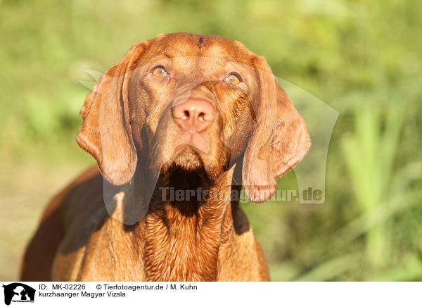 kurzhaariger Magyar Vizsla / shorthaired Magyar Vizsla / MK-02226