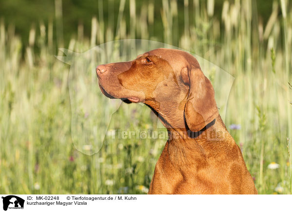 kurzhaariger Magyar Vizsla / shorthaired Magyar Vizsla / MK-02248