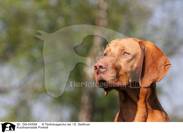 Kurzhaarvizsla Portrait / shorthaired Magyar Vizsla portrait / DG-04599