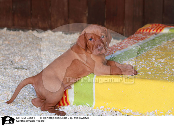 Kurzhaarvizsla Welpe / shorthaired Magyar Vizsla puppy / BM-02551