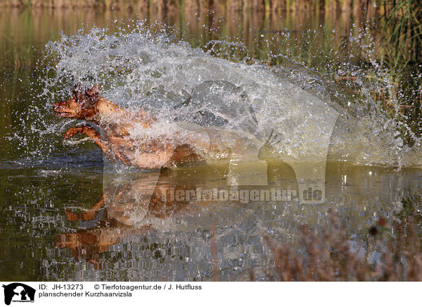 planschender Kurzhaarvizsla / splashing shorthaired Magyar Vizsla / JH-13273