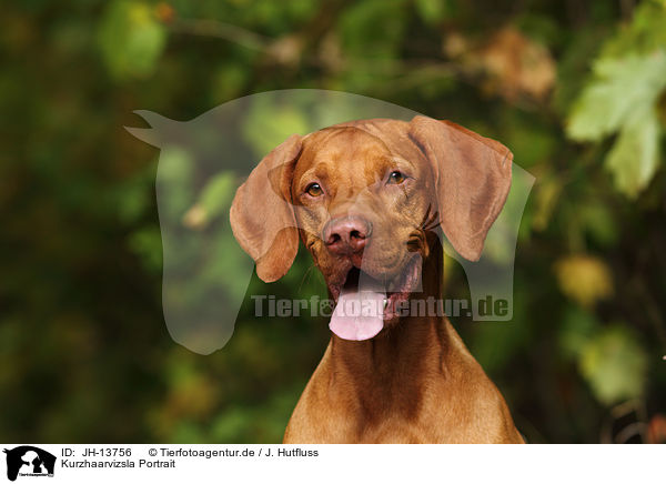 Kurzhaarvizsla Portrait / shorthaired Magyar Vizsla portrait / JH-13756