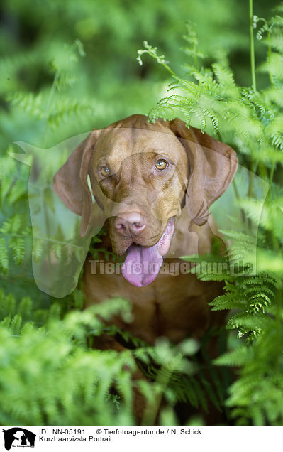 Kurzhaarvizsla Portrait / shorthaired Magyar Vizsla portrait / NN-05191