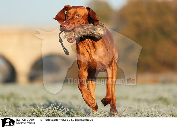 Magyar Vizsla / Magyar Vizsla / KB-09601