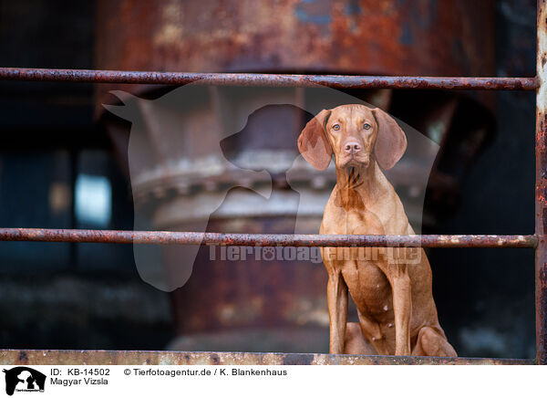 Magyar Vizsla / KB-14502