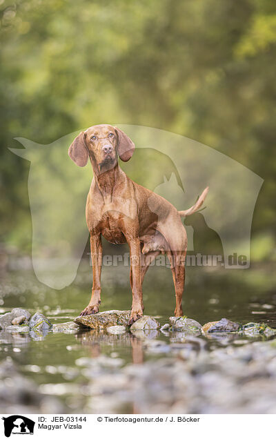 Magyar Vizsla / Magyar Vizsla / JEB-03144