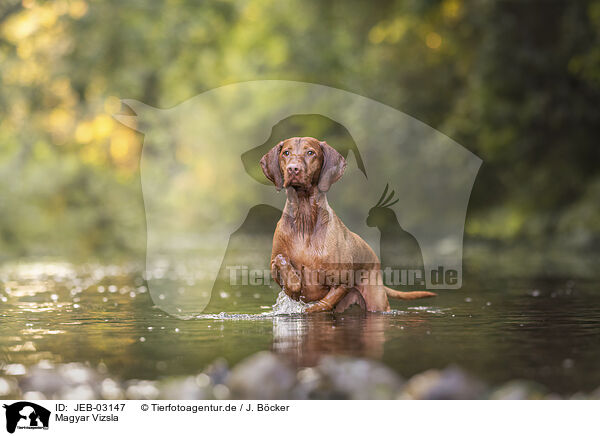 Magyar Vizsla / Magyar Vizsla / JEB-03147