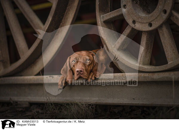 Magyar Vizsla / Magyar Vizsla / KAM-03013