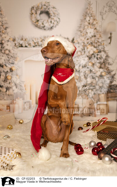 Magyar Vizsla in Weihnachtsdeko / Magyar Vizsla in christmas decoration / CF-02203