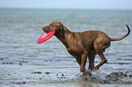 Magyar Vizsla am Strand