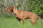 Magyar Vizsla