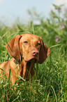 Magyar Vizsla