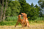 Magyar Vizsla Welpe und Golden Retriever