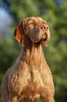 Magyar Vizsla Portrait