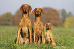 sitzende Magyar Vizsla Familie